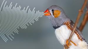 Gürültü kirliliğini mi tercih edersiniz yoksa kuş seslerini mi?